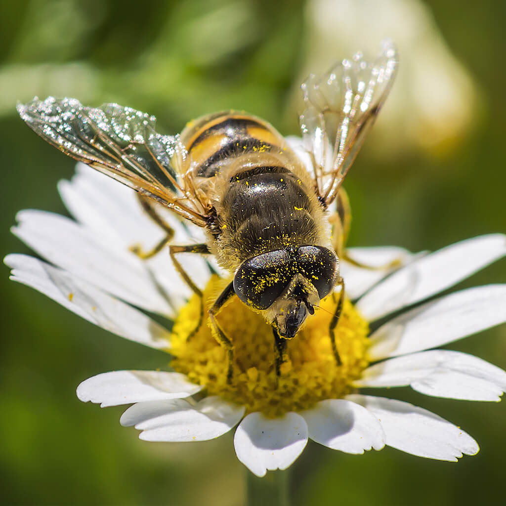 mosca-en-flor