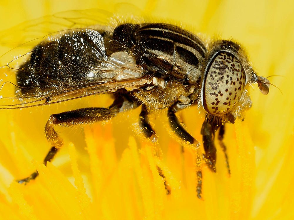 eristalinus